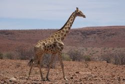 Namibia (17)
